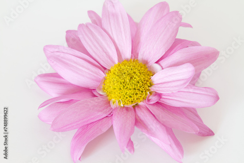Isolated Pink Daisy on White