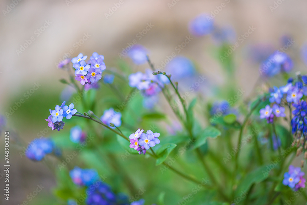 Close up for forget-me-not flowers on a blurred background Close up for forget-me-not flowers on a blurred background