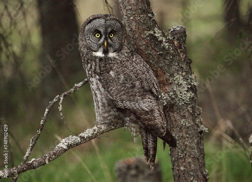 Great Grey Owl near Castlerock photo