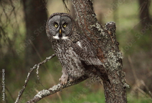 Great Grey Owl near Castlerock photo