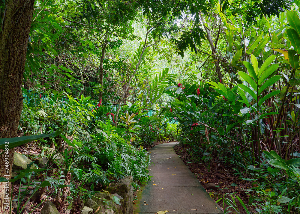 Walking trail among the trees at Wailua River State Park, Island of Kauai, Hawaii, USA Walking trail among the trees at Wailua River State Park, Island of Kauai, Hawaii, USA