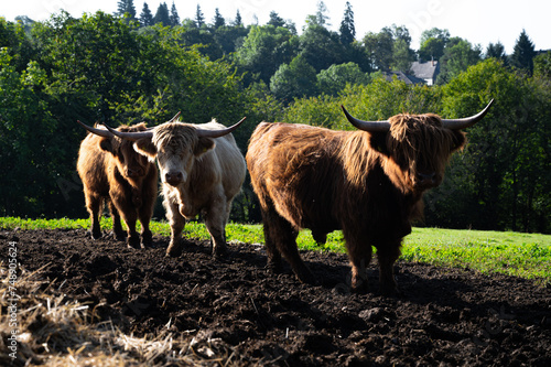 brown beautiful buffalo or horned animals  wild bulls on field.