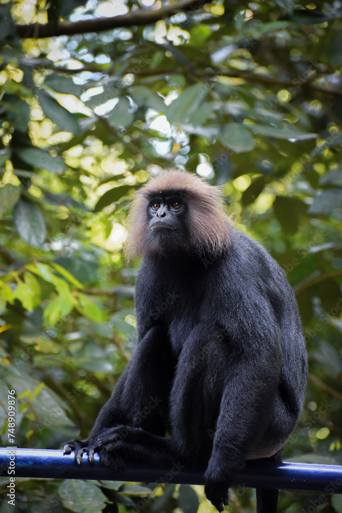 Fototapeta premium Nilgiri Langur enjoying the nature