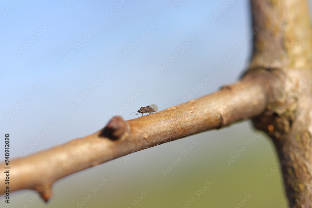 Pear sucker Cacopsylla pyricola crawler. Adult individual in spring on pear tree shoots. Pear sucker Cacopsylla pyricola crawler. Adult individual in spring on pear tree shoots.