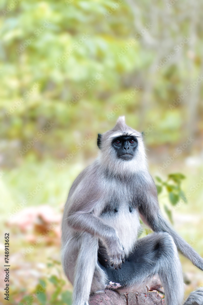 long tailed grey langur sitting on a tree