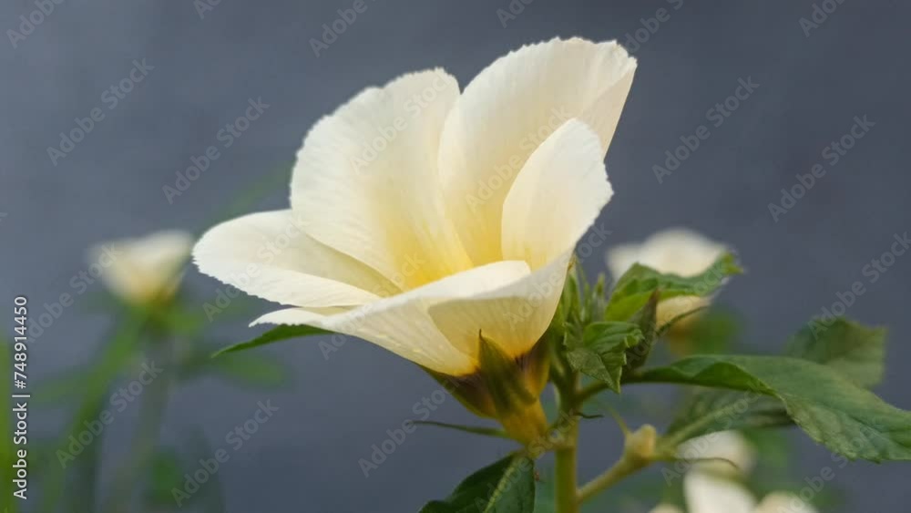 turnera flower turnera flower