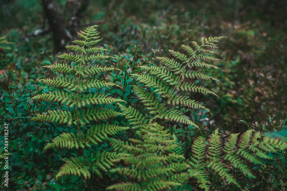 Close-up of a lush green fern frond in a damp forest, with soft light filtering through the leaves above