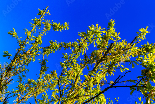 Treetops branches and plants with blue sky background in Germany.
