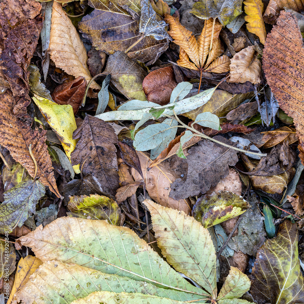 A feast of color created by autumn leaves lay flat on the ground. Natural earthy background. A feast of color created by autumn leaves lay flat on the ground. Natural earthy background.