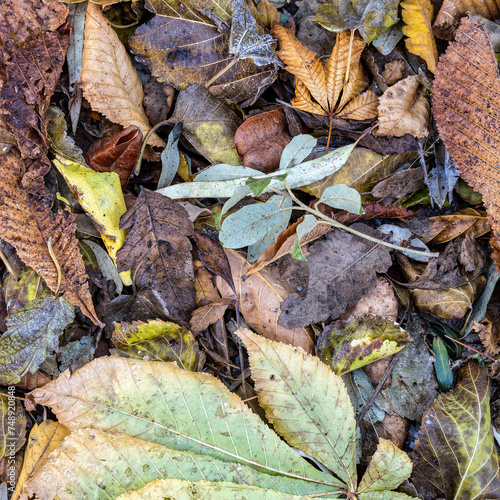 A feast of color created by autumn leaves lay flat on the ground. Natural earthy background.
