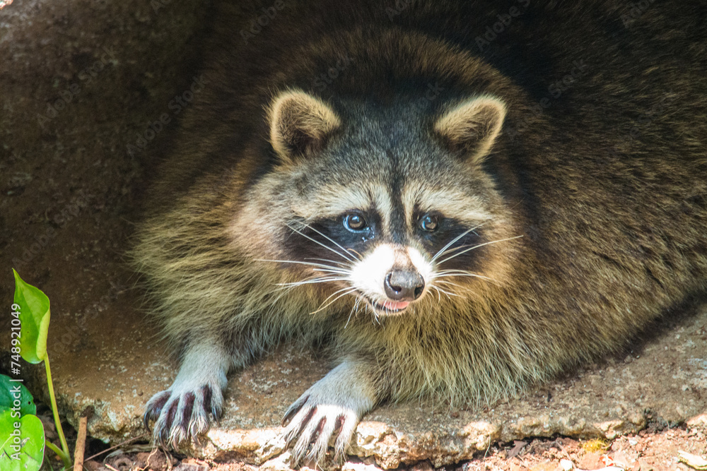 The crab-eating raccoon or South American raccoon (Procyon cancrivorus) is a species of raccoon native to marshy and jungle areas of Central and South America