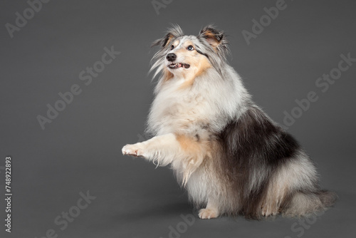 blue merle tricolor shetland sheepdog sheltie lifting a paw looking funny in the studio on a grey background