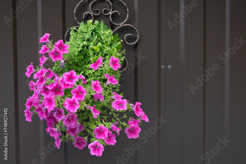Sulfinia flowers, Pink petunia, sulphin in a pot against a brown wall. Full frame image.