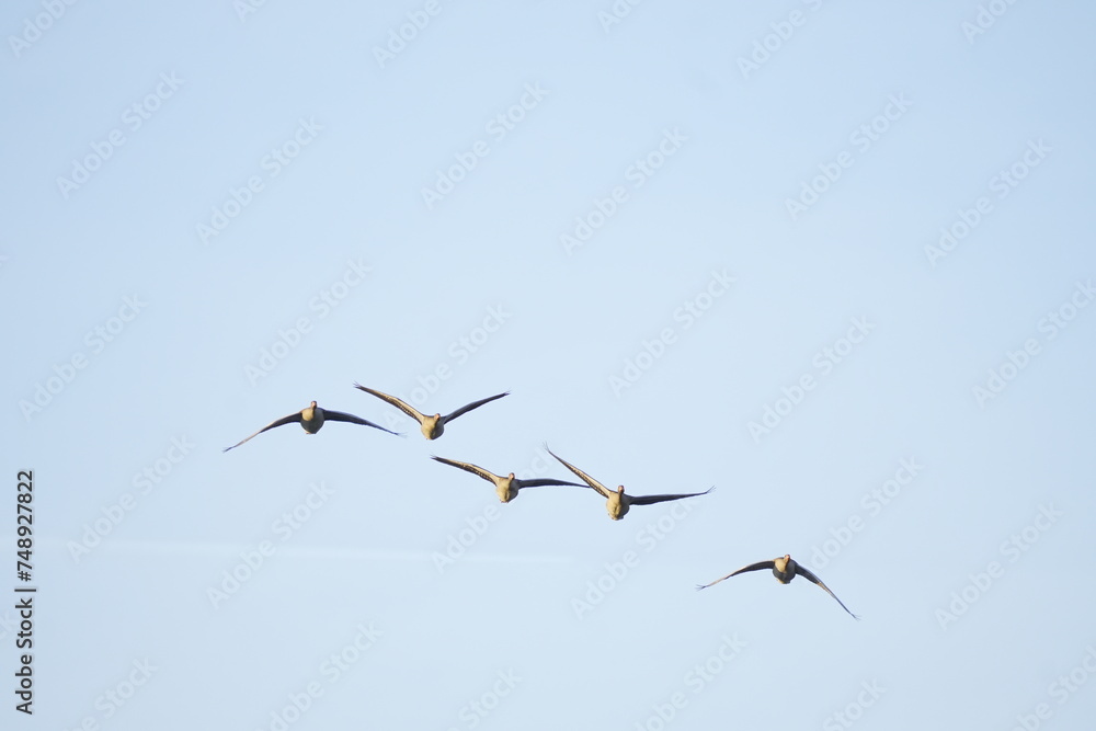 flock of birds in flight