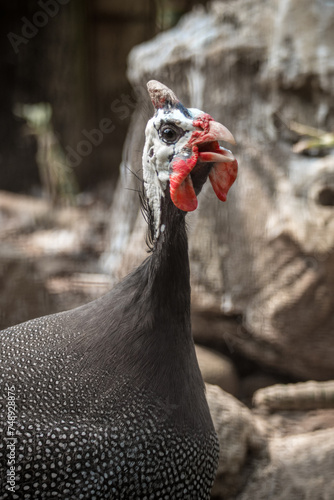 The helmeted guineafowl (Numida meleagris) is the best known of the guineafowl bird family, Numididae, and the only member of the genus Numida photo