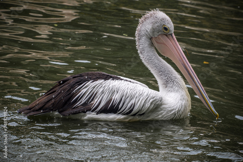 Pelicans are a genus of large water birds of the family Pelecanidae. They have a long beak and a large throat pouch