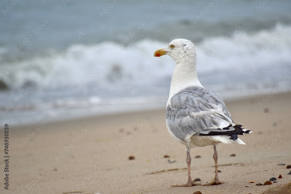 Obraz premium Seagull at the beach