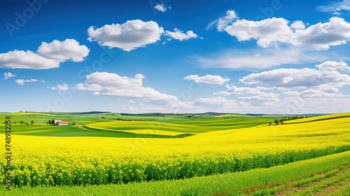 Summer yellow and green field, blue sky with clouds. Agriculture panoramic horizontal banner