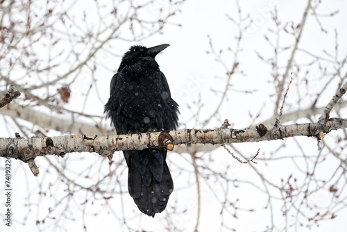 Raven (Corvus corax) perched in cottonwood tree during snowstorm; Grand Teton NP; Wyoming photo