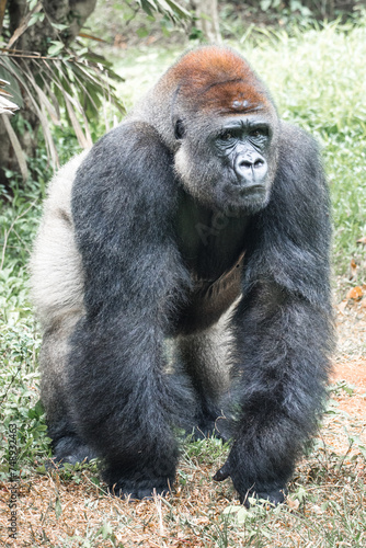 Gorillas are herbivorous  predominantly ground-dwelling great apes that inhabit the tropical forests of equatorial Africa
