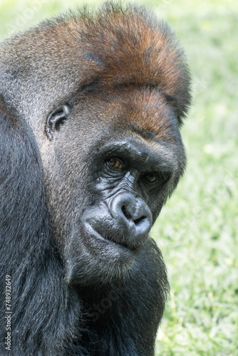 Gorillas are herbivorous, predominantly ground-dwelling great apes that inhabit the tropical forests of equatorial Africa