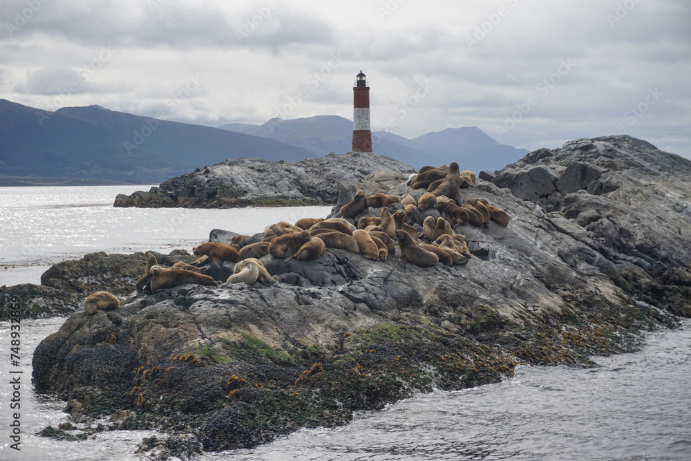 Sea lions on the rock