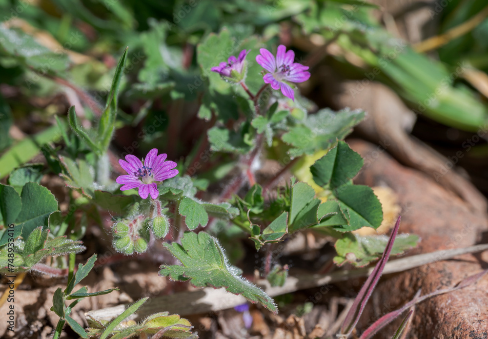 Flowers of Dovesfoot geranium, Geranium molle. It is an annual plant of the family Geraniaceae. Photo taken in Ciudad Real province, Spain Flowers of Dovesfoot geranium, Geranium molle. It is an annual plant of the family Geraniaceae. Photo taken in Ciudad Real province, Spain