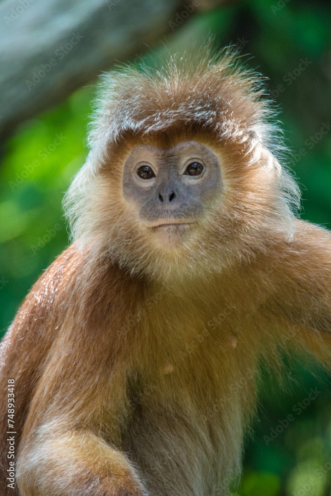 The East Javan langur (Trachypithecus auratus), also known as the ebony lutung, Javan langur or Javan lutung The East Javan langur (Trachypithecus auratus), also known as the ebony lutung, Javan langur or Javan lutung