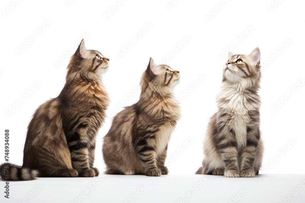 Three Maine Coon cats sitting and looking up, isolated on a white background