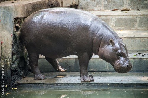 The pygmy hippopotamus or pygmy hippo (Choeropsis liberiensis) is a small hippopotamid which is native to the forests and swamps of West Africa
