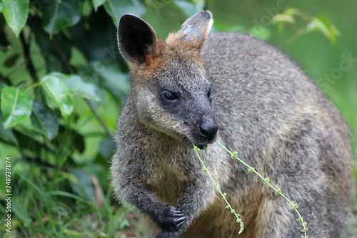 Swamp Wallaby © fionah