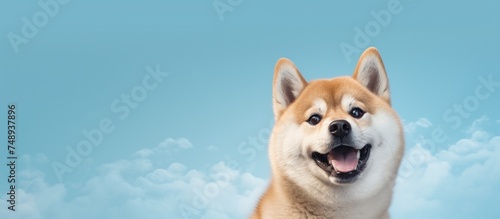 A cheerful Akita dog with brown and white fur stands against a clear blue sky, with a smile and shut eyelids, exuding a sense of contentment and happiness.