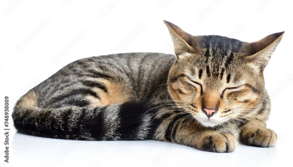schlafende Katze isoliert auf weißen Hintergrund, Freisteller 