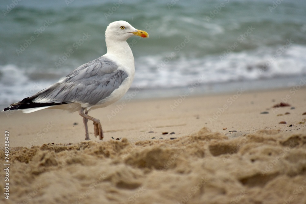Seagull at the beach Seagull at the beach