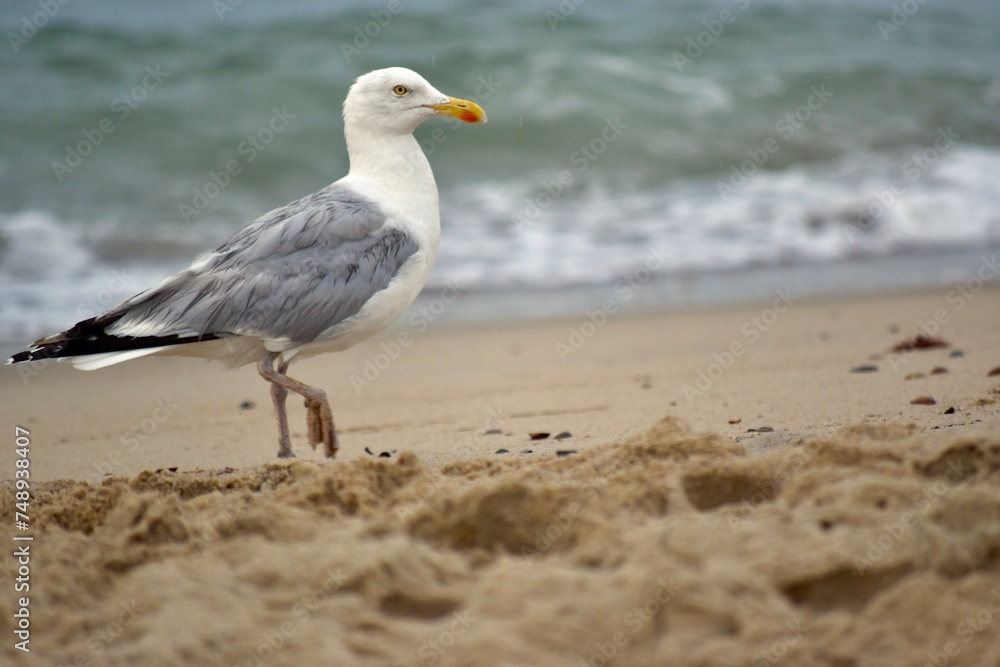 Seagull at the beach