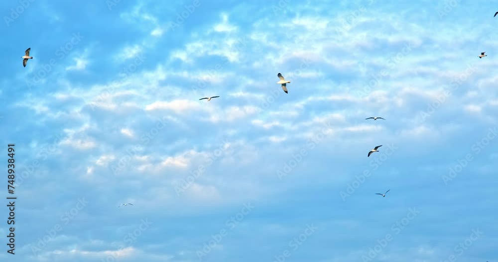 Gliding amidst the clouds, the seagulls harmonize beautifully with the deep blue expanse, embodying the essence of freedom Gliding amidst the clouds, the seagulls harmonize beautifully with the deep blue expanse, embodying the essence of freedom