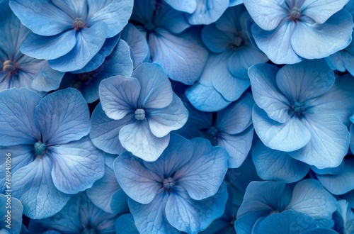 A close up of blue flowers with a blue background
