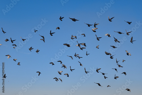 A big flock of pigeons flying over the sea near the city beach