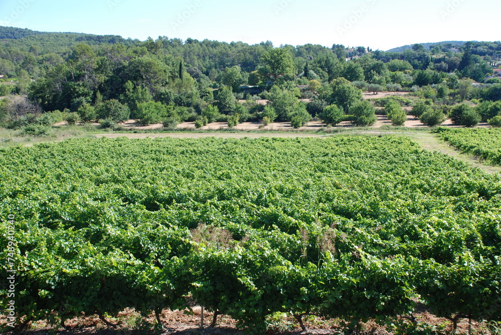 vineyard in the Provence (south of France)
