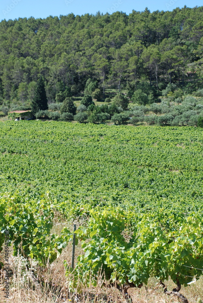 vineyard in the Provence (south of France) vineyard in the Provence (south of France)