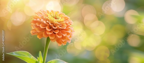 A close-up shot of a vivid orange zinnia flower in full bloom, with delicate petals and a center in focus, set against a softly blurred backdrop of lush green foliage. The detailed macro image