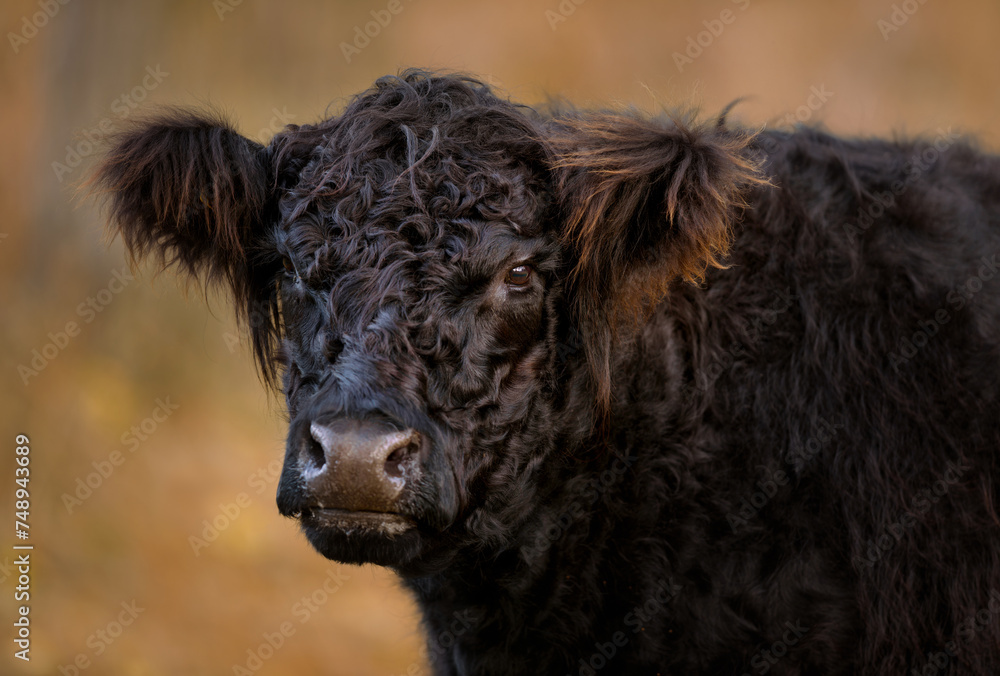 Portrait of Fluffy Black Cow