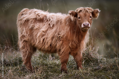 Highland Cattle Calf in Long Dried Grass