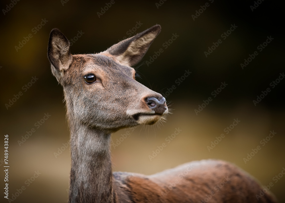 Face and Upper Body of Red Deer Hind