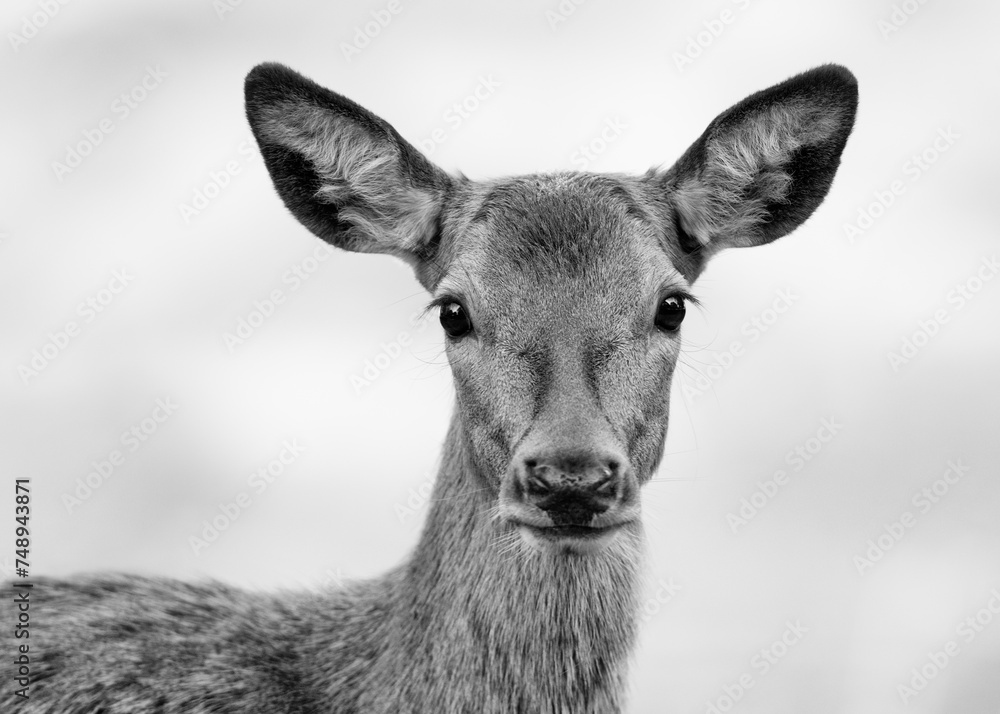 Black and White Portrait of Red Deer Hind Black and White Portrait of Red Deer Hind