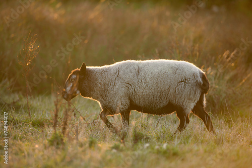 Blue Texel Sheep Walking During Golden Hour