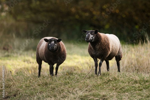 Two Blue Texel Sheep Standing in Field