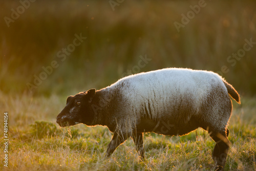 Side View of Blue Texel Sheep Walking at Golden Hour