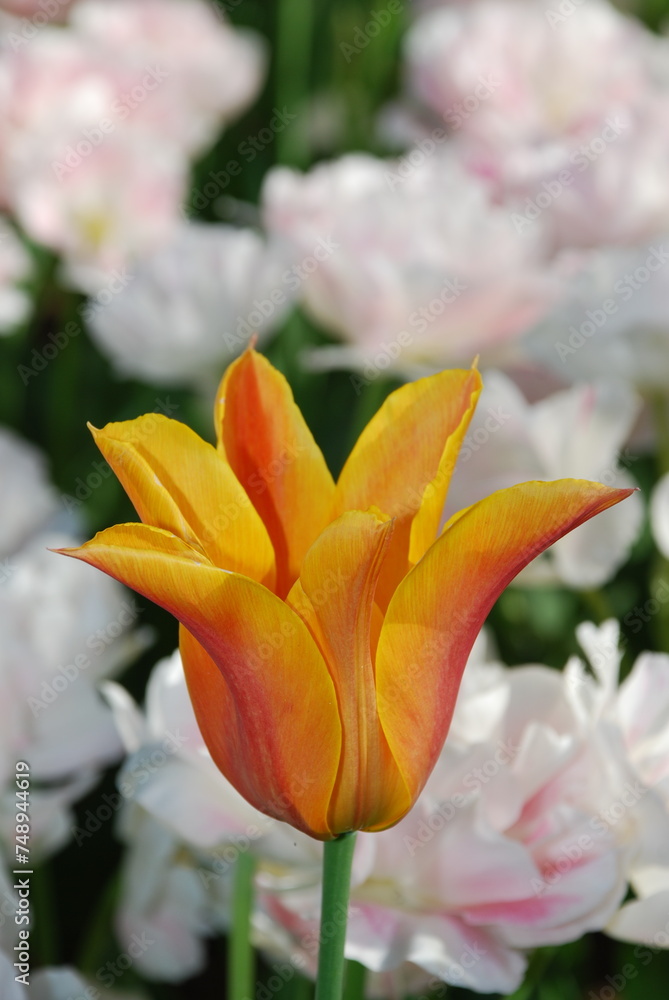 Fototapeta premium Keukenhof in the Netherlands