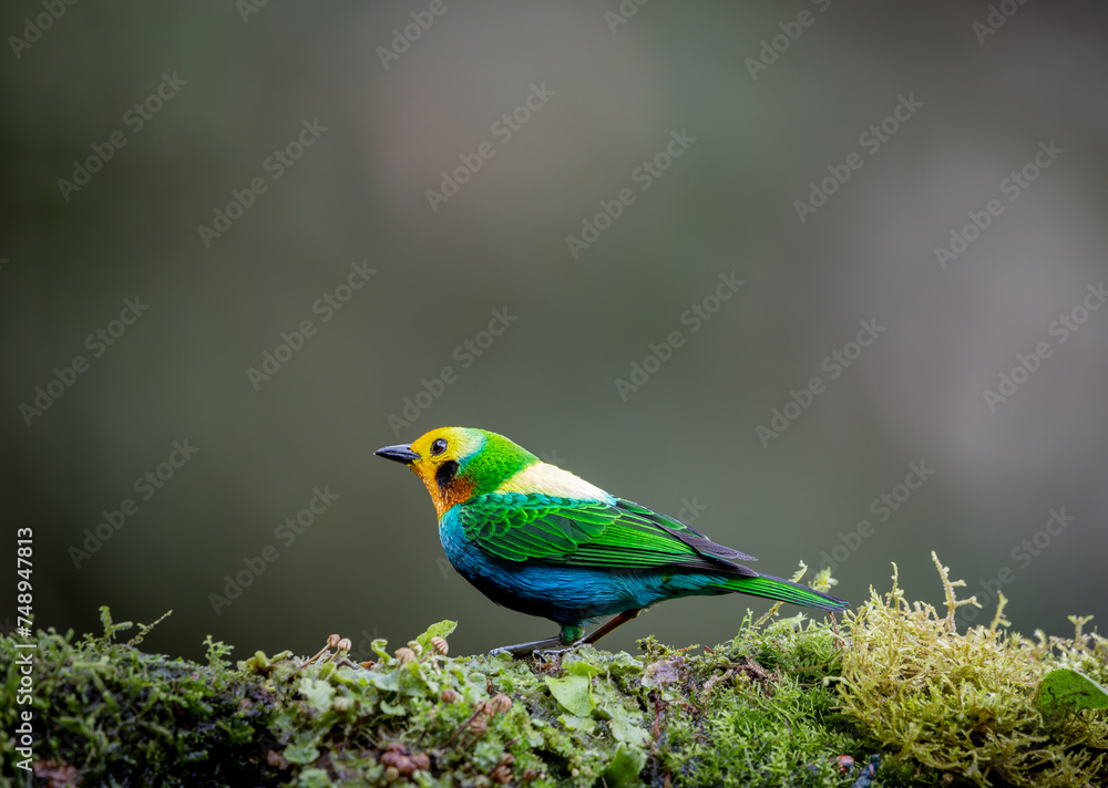 Chlorochrysa nitidissima, also known as the 